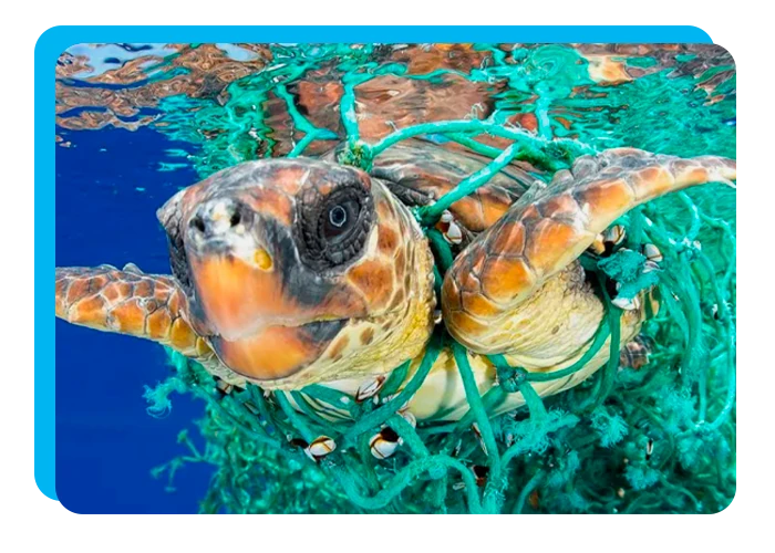 Tortuga marina nadando en el océano: concienciación sobre la contaminación por plástico - Precious Plastic Capi Spain